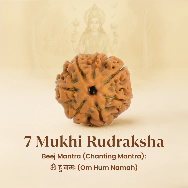 Nepal Origin 7 Mukhi Rudraksha